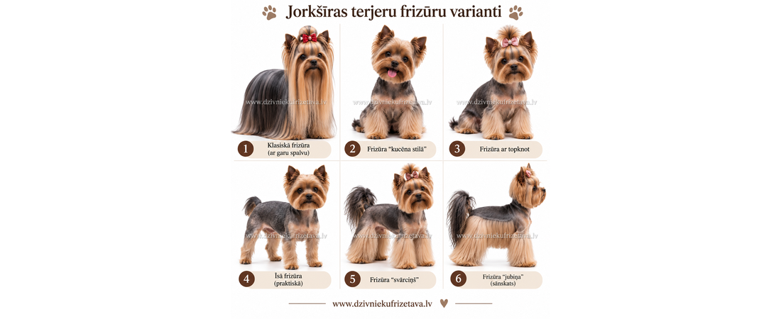 Jorkšīras terjeru frizūras: Populārākie griezumu varianti un kopšana